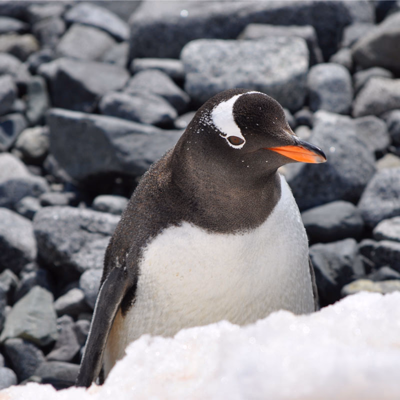 Pinguin2 — Antarctica