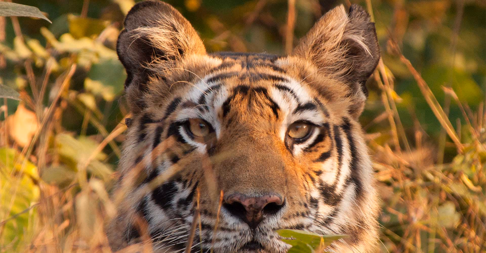 Call Of The Jungle — Sfeerimpressie India