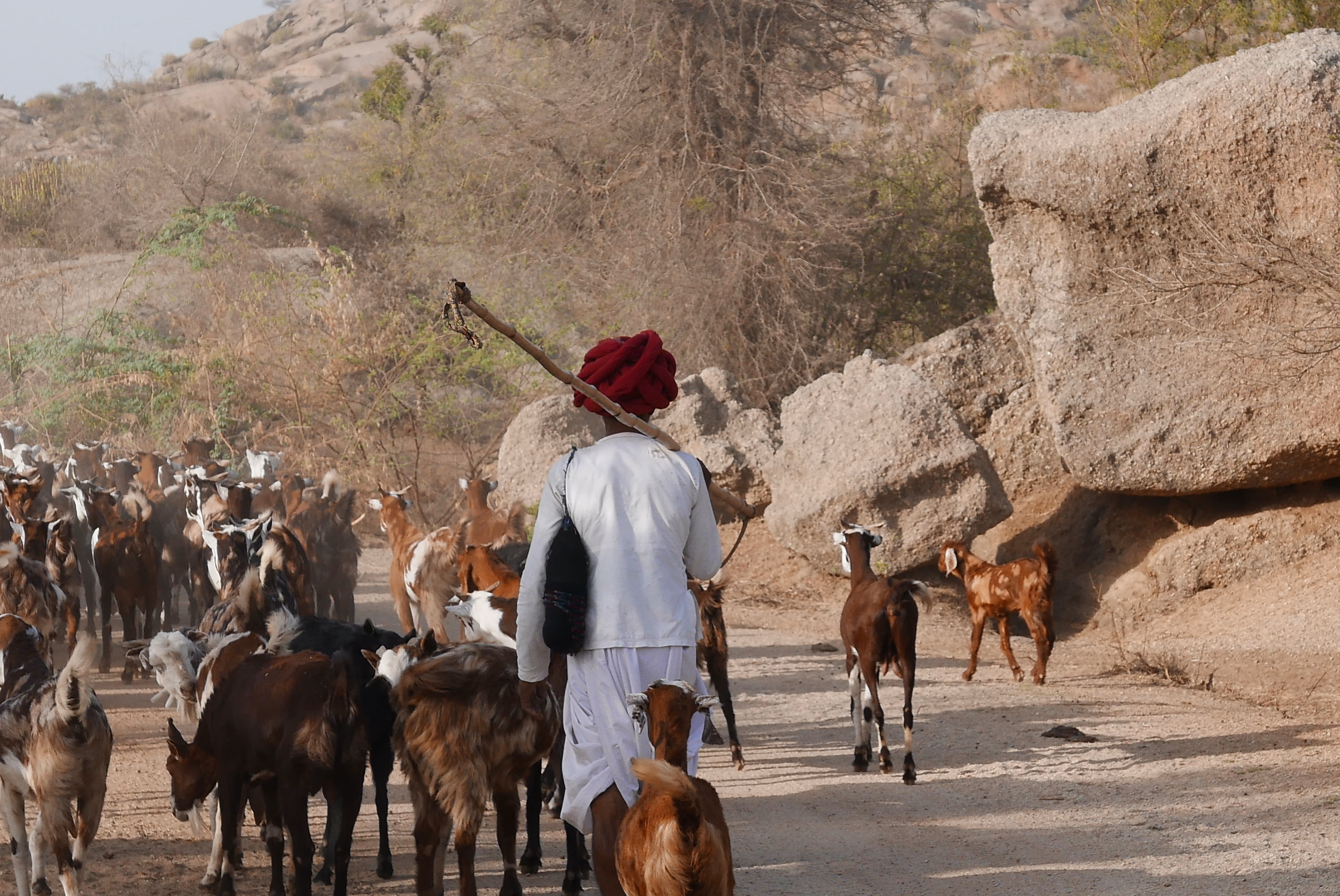 Jawai Leopard Camp — Sfeerimpressie India