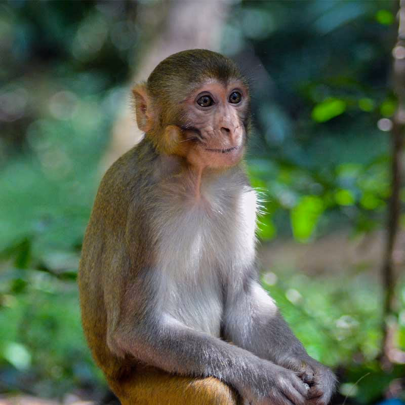 Monkeyindia — Sfeerimpressie India