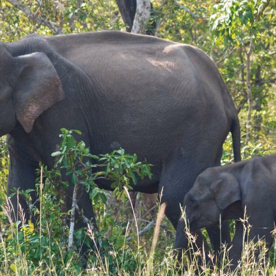 Nature Wildlife — Sfeerimpressie India