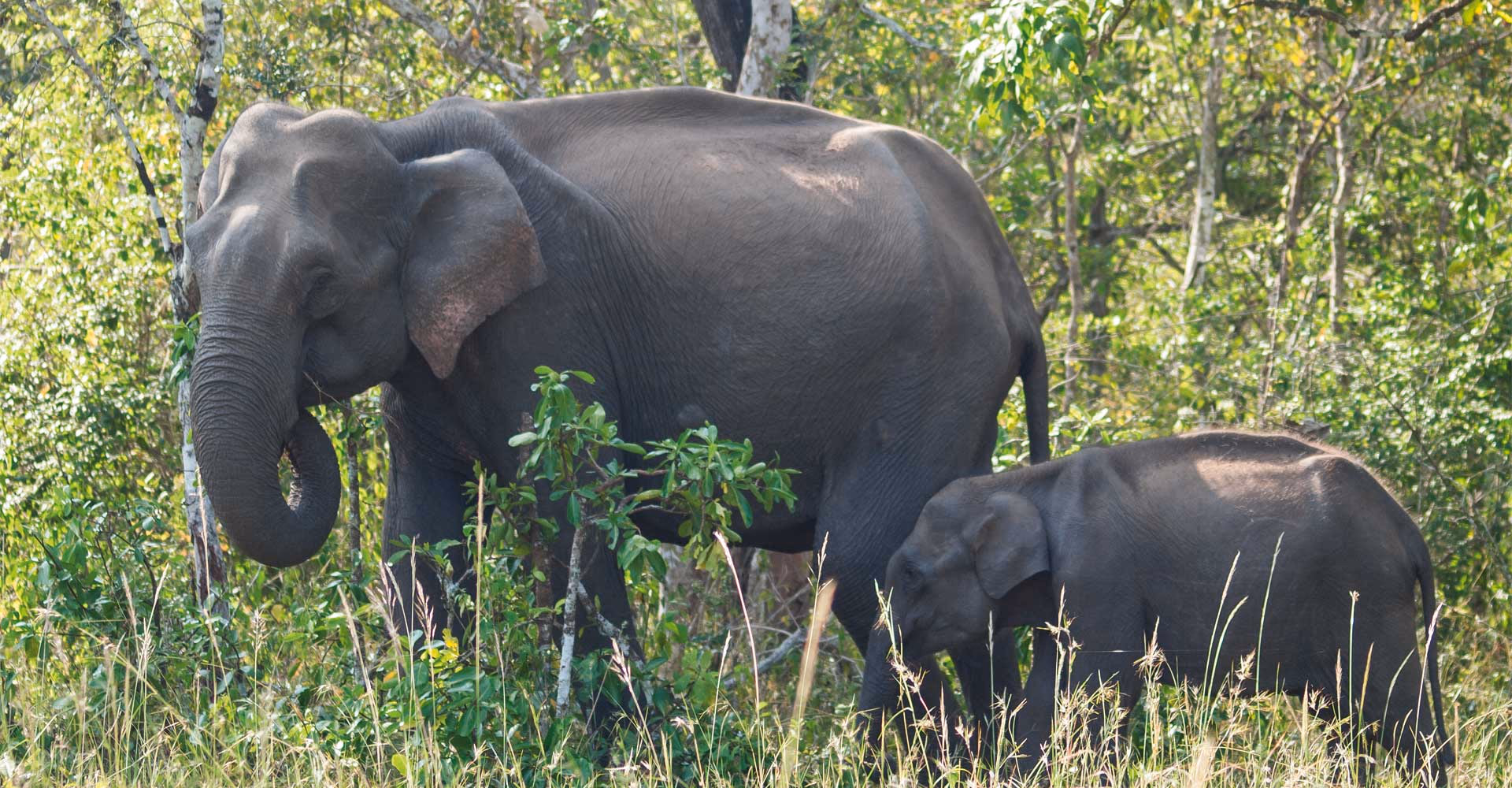 Nature Wildlife — Sfeerimpressie India