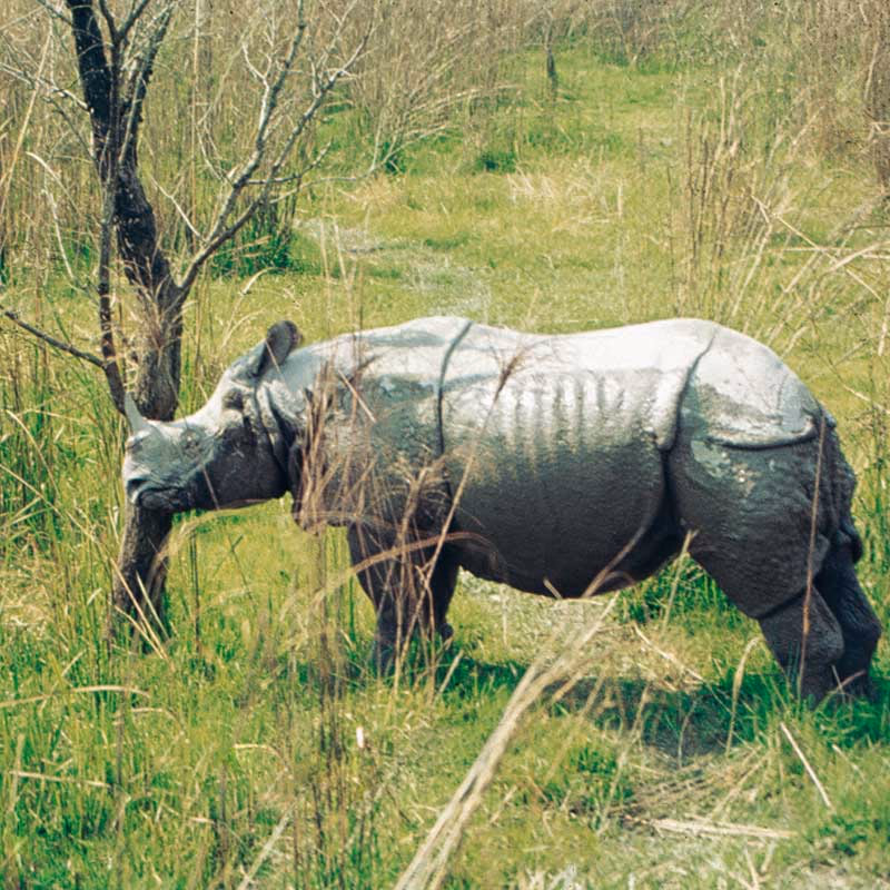 Rhino — Sfeerimpressie India