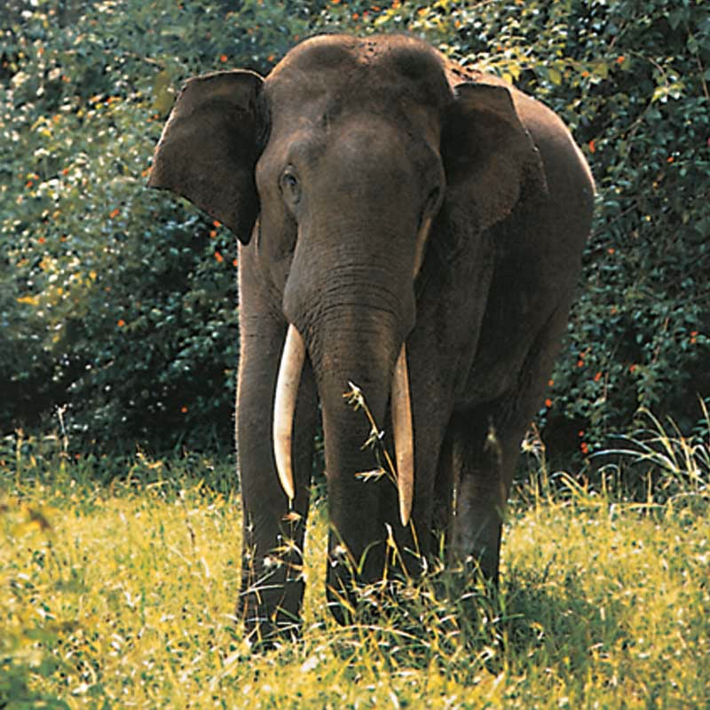 Olifant — Sfeerimpressie India