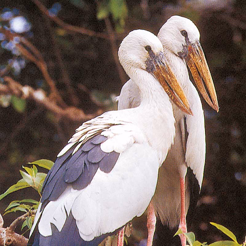 Pelikanen — Sfeerimpressie India