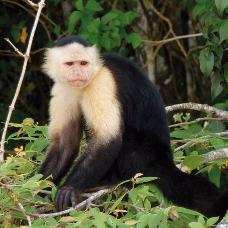 Costa Rica 2 — Sfeerimpressie Latijns-Amerika