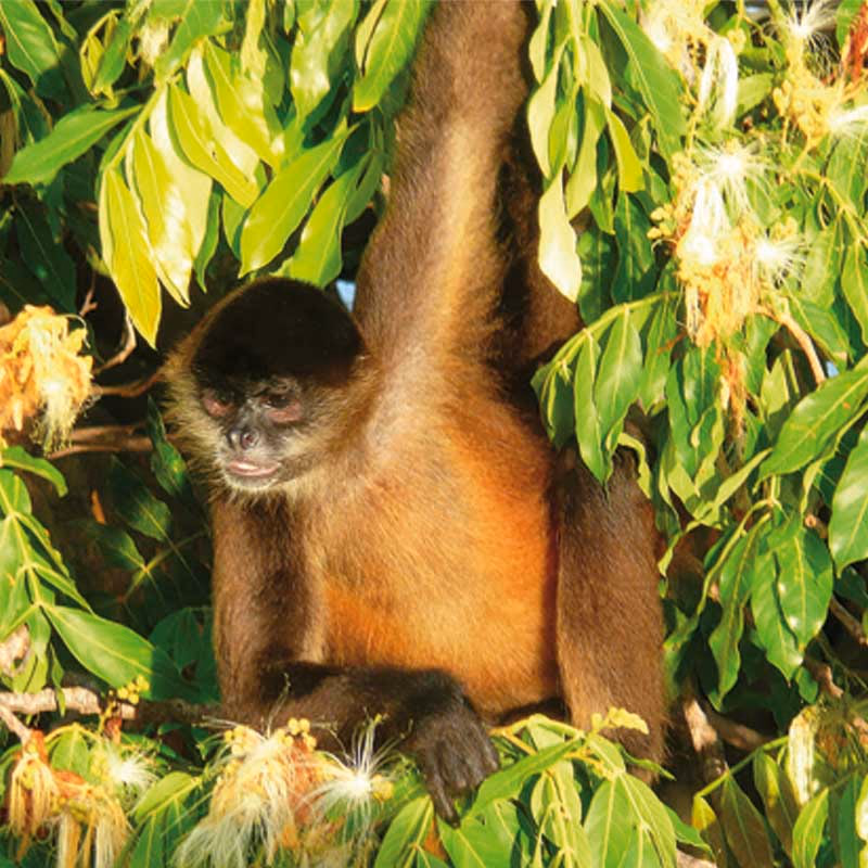 Rr05 Nicaragua Aap — Sfeerimpressie Latijns-Amerika