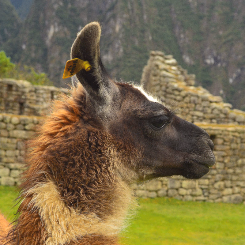 Rr09 Alpaca — Sfeerimpressie Latijns-Amerika