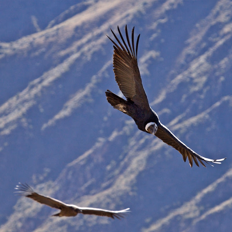 Rr10 Cruz Del Condor — Sfeerimpressie Latijns-Amerika
