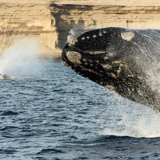 Rr14 Whale Jump — Sfeerimpressie Latijns-Amerika