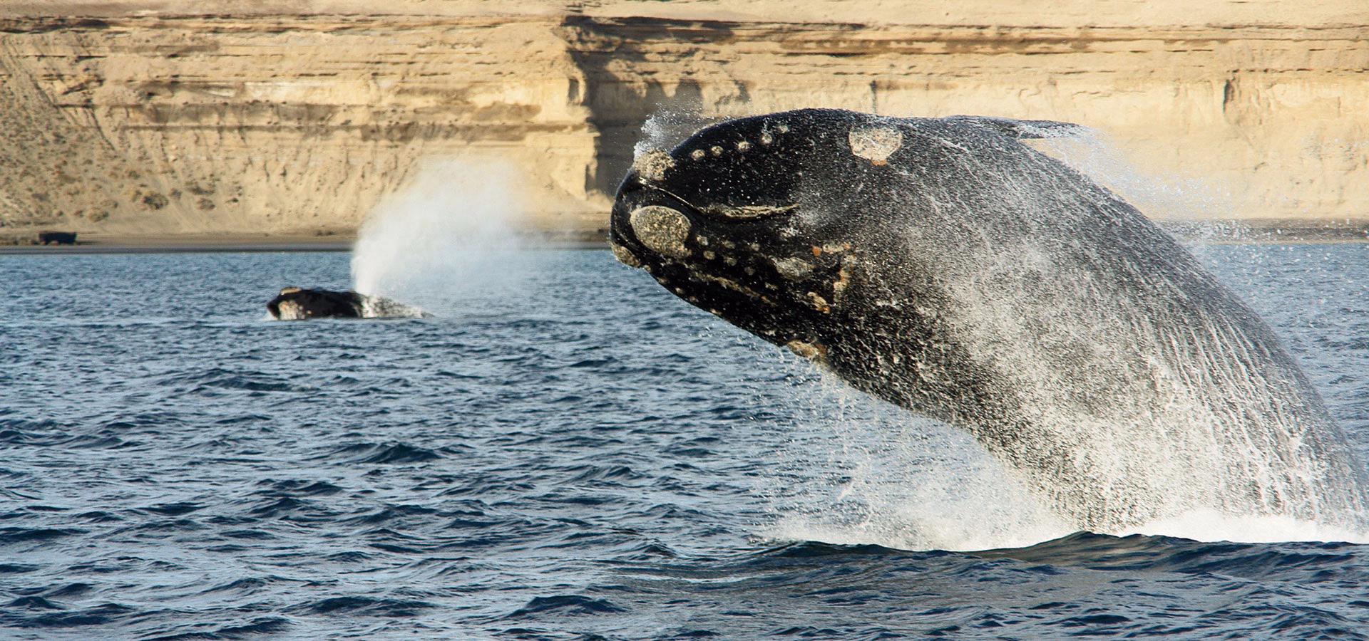 Rr14 Whale Jump — Sfeerimpressie Latijns-Amerika