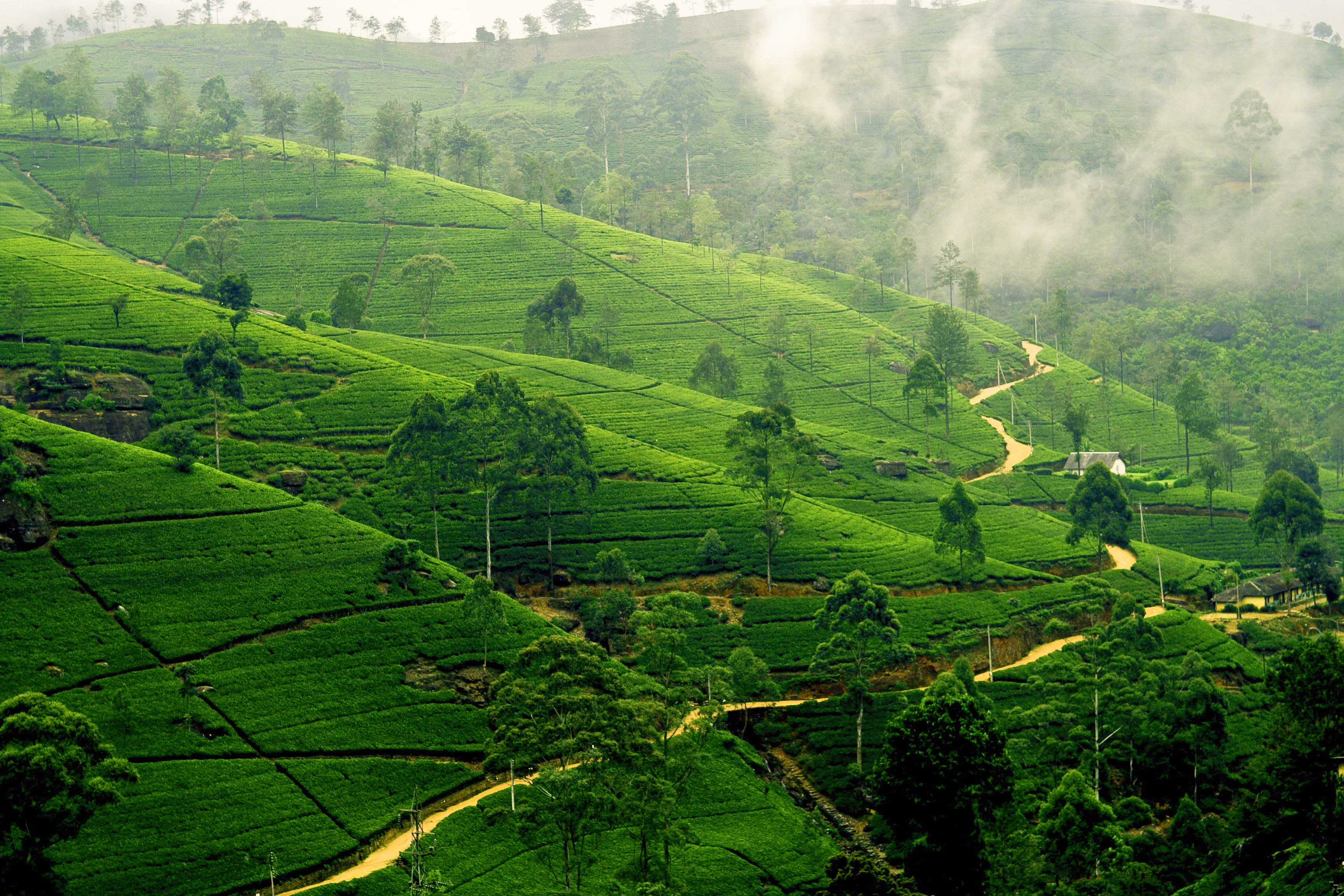 Sri Lanka Nuwara Eliya Tea Plantation — Sri Lanka Sri Lanka Nuwara Eliya Tea Plantation — Sri Lanka