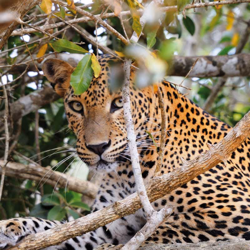 Sri Lanka Luipaard — Sri Lanka Sri Lanka Luipaard — Sri Lanka