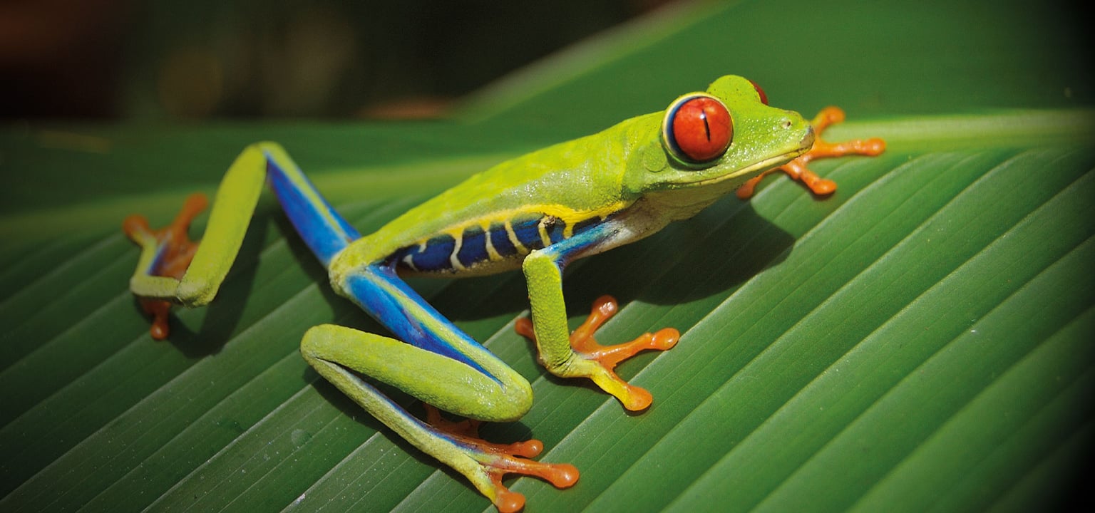 Costa Rica & Panama